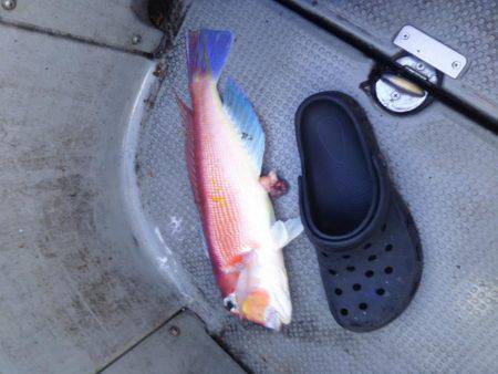 シロイカ激シブ